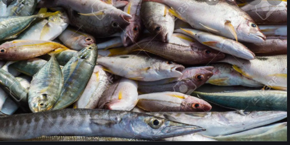 Le Sénégal attend 75 000 tonnes de poissons en 2023