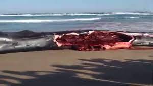 Plage de Diamalaye : Une baleine échouée sert de repas aux riverains