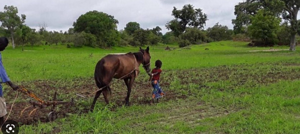 Promotion de l’agroécologie au Sénégal: Les mille et une difficultés pour faire du secteur un pilier du tissu économique