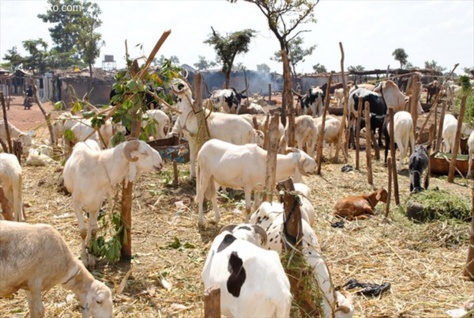 Kolda – 3 voleurs  de moutons, dont un mineur, et 2 receleurs arrêtés à Sikilo