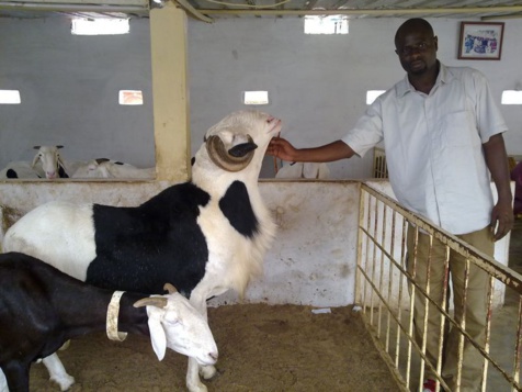 Opération tabaski 2014 : Dans l’antre des éleveurs de moutons de race