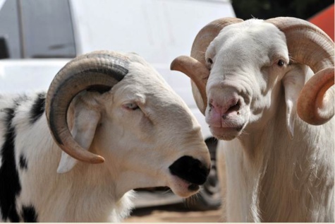188.000 moutons entrés par le poste de Kidira depuis le 10 août