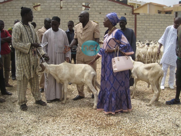 Photos - La DGPSSN offre des moutons aux familles démunies