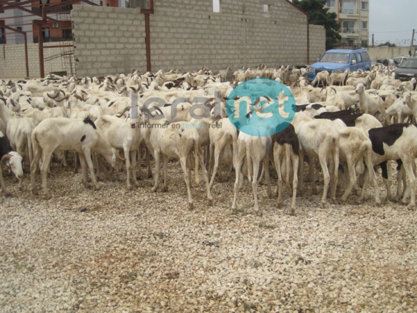 Photos - La DGPSSN offre des moutons aux familles démunies