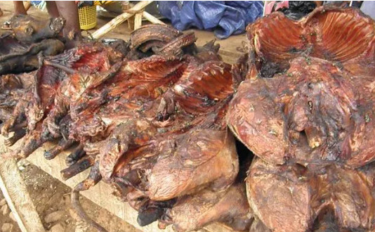 Tambacounda : Un homme arrêté en possession de viande de singe et de chacal Tambacounda : Un homme arrêté en possession de viande de singe et de chacal