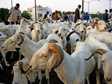 Tabaski : un excédent de 26.000 moutons à Dakar (service de l’élevage)