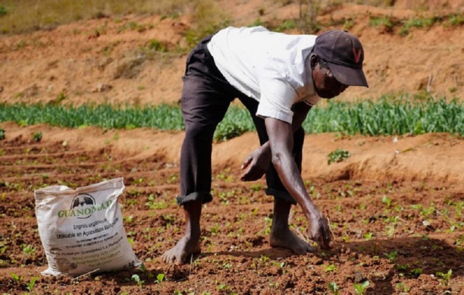 Une grande quantité d’engrais, subventionné de 46,5 à 50% : L’Etat «gâte» les producteurs des Niayes Une grande quantité d’engrais, subventionné de 46,5 à 50% : L’Etat «gâte» les producteurs des Niayes
