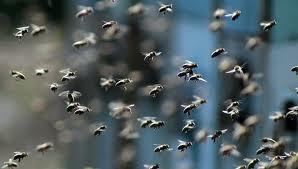 Thiès: Un mort et plusieurs blessés dans une attaque d’abeilles