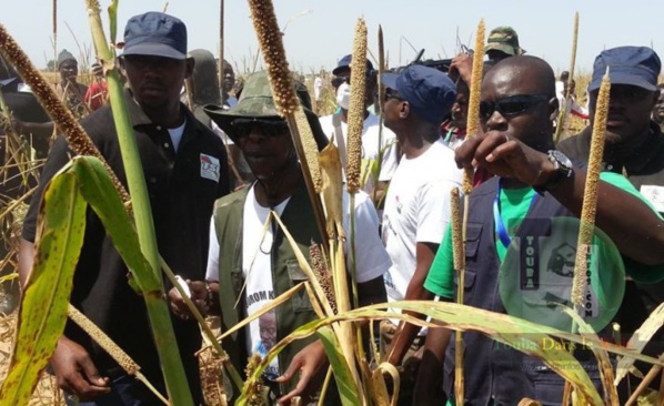 Cheikh Amar veut faire de Serigne Cheikh Saliou Mbacké "le premier agriculteur de toute l’Afrique"
