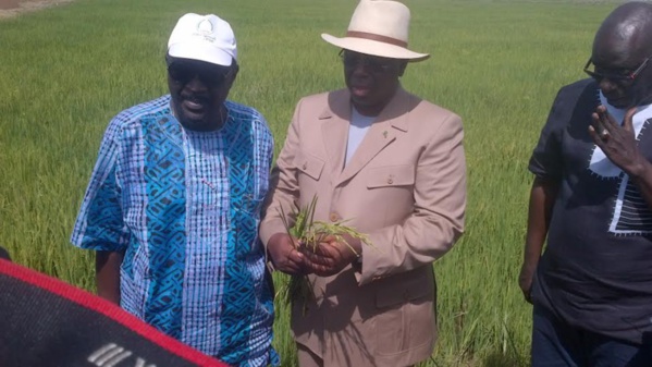 Macky Sall aux producteurs de la vallée : "À partir de 2017, je ne veux plus que le Sénégal importe un kg de riz"