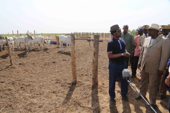 Baba Diao Itoc accueille le Président à sa ferme de Diama où l'agriculture et l'élevage sont bien combinés