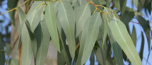 Ses bienfaits sur la santé : L'eucalyptus