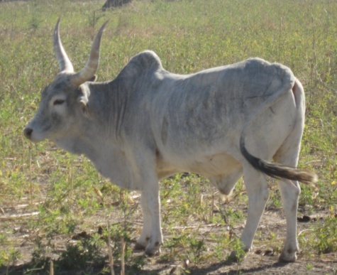 Tamkharit : des centaines de bœufs octroyés à des mosquées sénégalaises