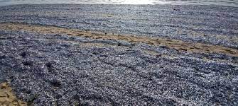 Surpêche au Sénégal : Plus de 533.000 tonnes de poissons débarquées en 2019 Surpêche au Sénégal : Plus de 533.000 tonnes de poissons débarquées en 2019