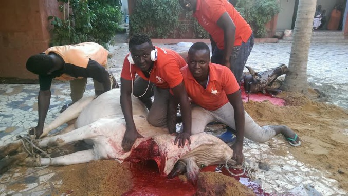 Baptême de l’enfant de Pape Diouf : Cheikh Amar offre des bœufs du Brésil