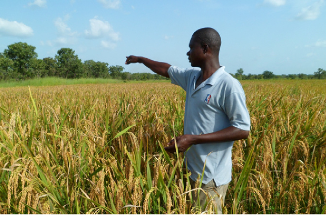 Agriculture : Amadou Ba reconnait l’échec de la production agricole en 2022