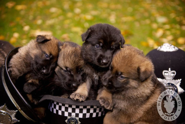 18 petits chiots trop mignons vous font partager leur premier jour de travail ! La 16 est juste énorme...