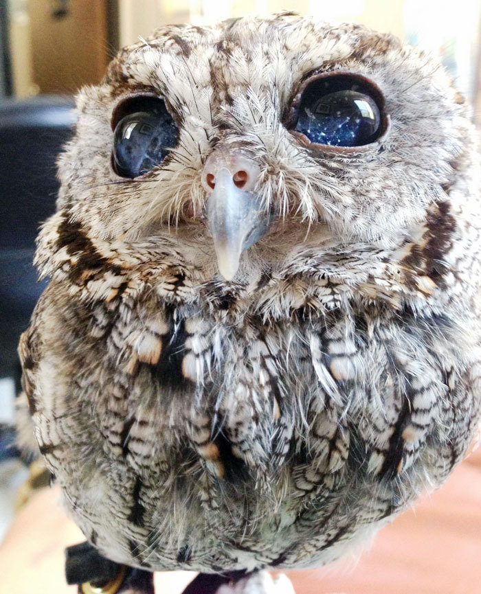 Les yeux de ce petit hibou aveugle sont uniques ! Nommé Zeus après un accident, il porte vraiment bien son nom...