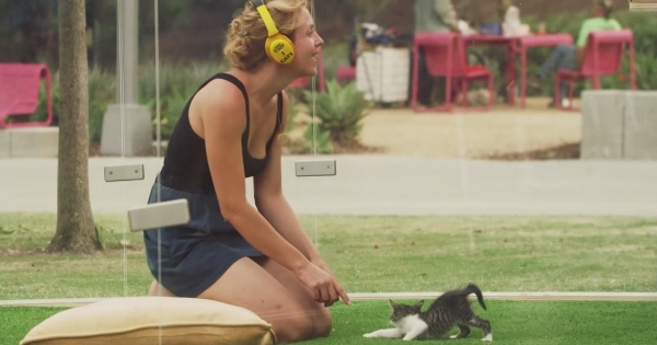 Que se passe-t-il lorsqu'on place des gens stressés dans une boîte avec des petits chatons ? En tout cas, c'est vraiment très surprenant...