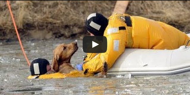 Ces gens n'ont pas hésité à secourir des animaux en danger, une vidéo qui redonne foi en l'humanité