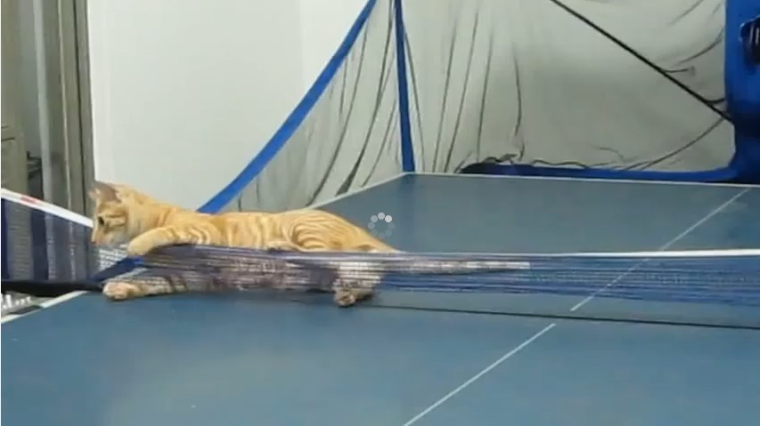 Découvrez ce chat qui est un vrai champion de ping-pong