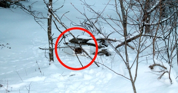 Un père de famille a trouvé une étrange boîte dans la neige ! Rien n'aurait pu les préparer à ce qu'ils vont trouver à l’intérieur...