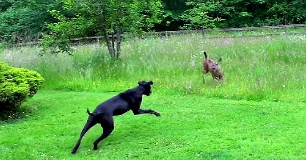 Cette jeune biche s'était approchée trop près de leur maison. La réaction de leur chien va vous étonner !