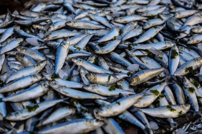 Mbour / Rareté du poisson : La caisse de sardinelle passe de 7 000 à 30 000 FCfa
