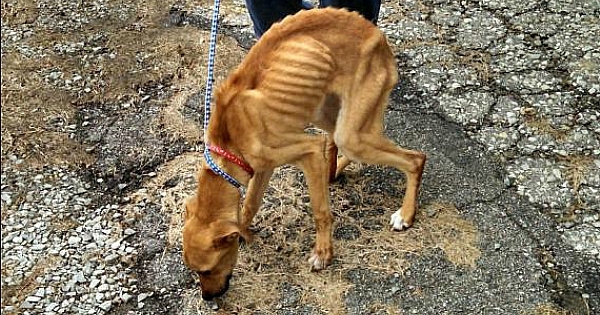 Un éboueur sauve un chien jeté à la poubelle par son maître. Cette histoire va vous briser le coeur !