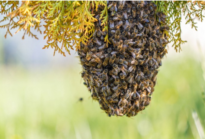 Kaymor / Kaolack : Un homme tué par des abeilles