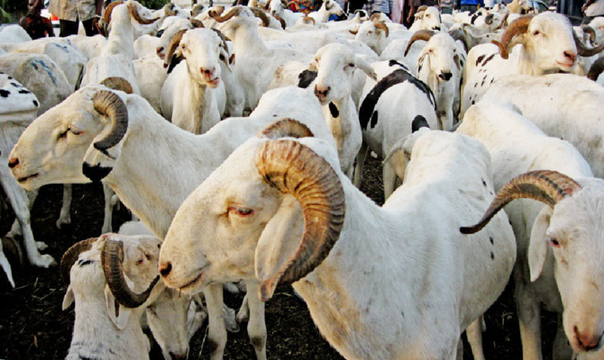 Départ du ministre de l’Elevage à quelques mois de la Tabaski : Le président des éleveurs rassure sur la fourniture en moutons