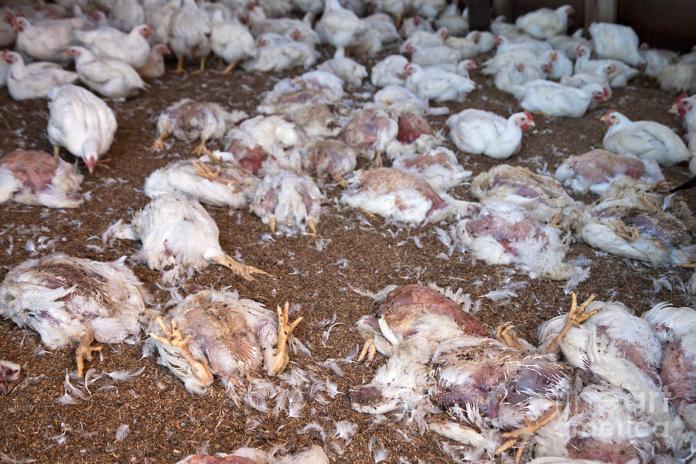 Polémique sur la grippe aviaire : Le secteur avicole expose un bilan de vente de 11 millions de poulets Polémique sur la grippe aviaire : Le secteur avicole expose un bilan de vente de 11 millions de poulets