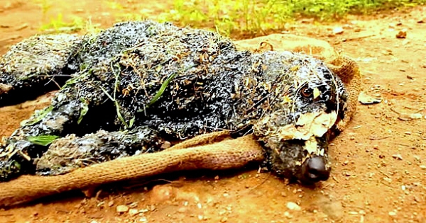 Ce chien était tombé dans une cuve de goudron chaud ! Mais quand ces gens l'ont trouvé, quelque chose de miraculeux s'est produit...