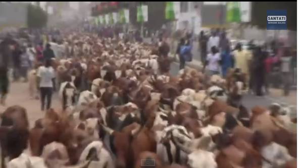 Magal-L'impressionnant troupeau de boeufs, chameaux et moutons de Cheikh Béthio