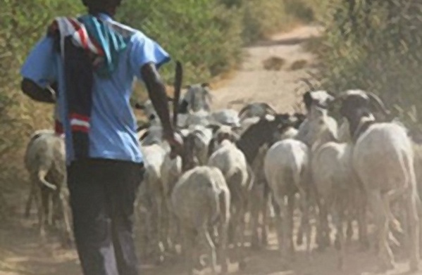 Sédhiou : un voleur de moutons mort lors d’un accrochage avec un comité de vigilance 