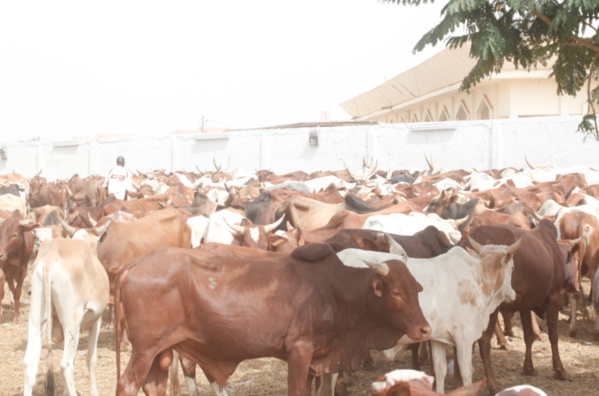 Magal : Cheikh Béthio Thioune a distribué plus de 2000 mille bœufs 