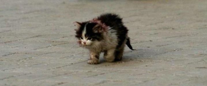 Une histoire déchirante : J’ai touché le chat, qu’on disait à tout le monde de ne pas le toucher
