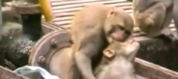 VIDEO. Un singe électrocuté sauvé par un autre singe dans une gare