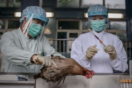 Une victime de la grippe aviaire H7N9 en Chine