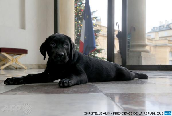 Top 6 des chiens de chefs d’état, c’est qui le beau toutou à son papa ?