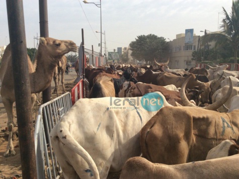 Photos - Maouloud 2015: Après Touba, Cheikh Béthio inonde Dakar de bœufs