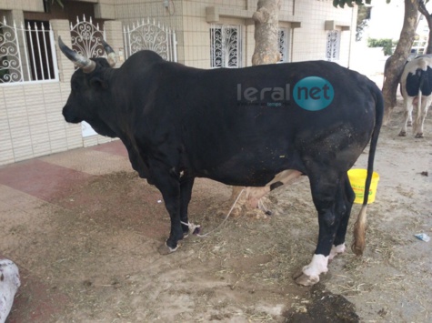 Photos - Maouloud 2015: Après Touba, Cheikh Béthio inonde Dakar de bœufs