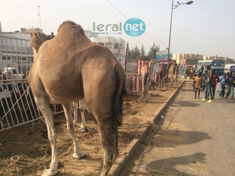 Photos - Maouloud 2015: Après Touba, Cheikh Béthio inonde Dakar de bœufs