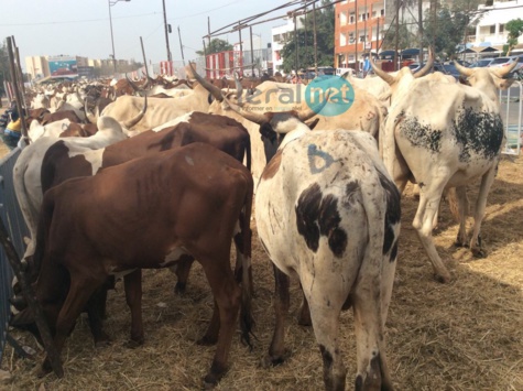 Photos - Maouloud 2015: Après Touba, Cheikh Béthio inonde Dakar de bœufs