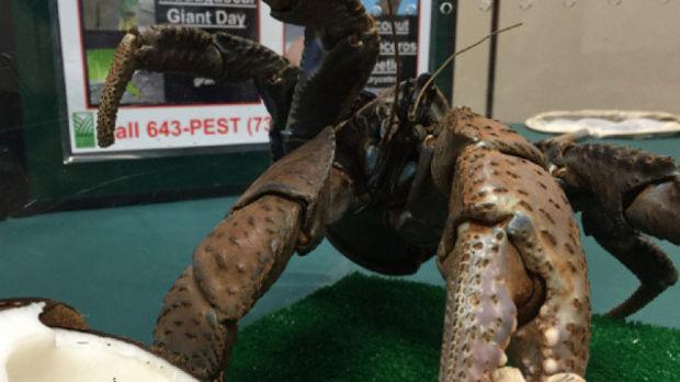 Le plus gros crabe du monde découvert dans une rue d'Hawaï
