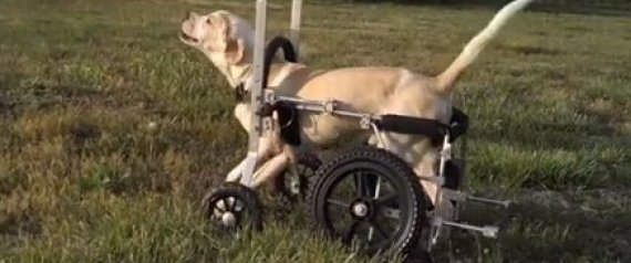 Ce chien paralysé qui a réappris à marcher nous rappelle pourquoi tout le monde mérite une deuxième chance !