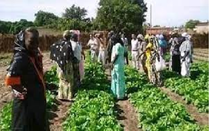 Cherté des factures de Sen’Eau, remontée de la nappe phréatique : Les maraîchers de Lendeng dans le dur !