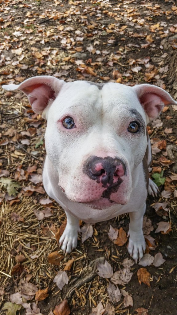 "J'ai laissé un pit bull près de mon bébé, et voilà ce qui est arrivé !" Vous allez être très surpris...