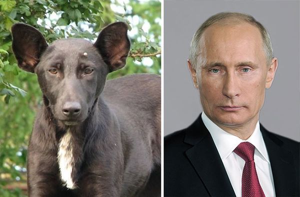 Top 5 des chiens qui ressemblent à quelque chose d’autre, les look-alike canins