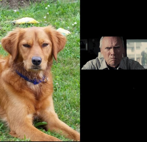 Top 5 des chiens qui ressemblent à quelque chose d’autre, les look-alike canins